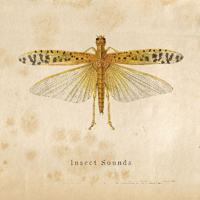 Insect Sounds